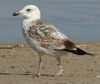 Larus armenicus